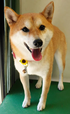 小村ユズちゃん