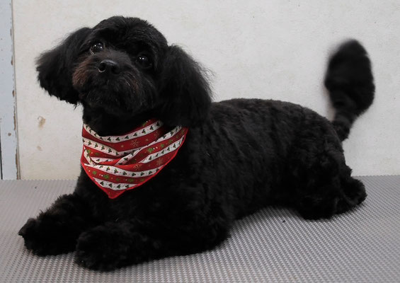 菅原クーちゃん