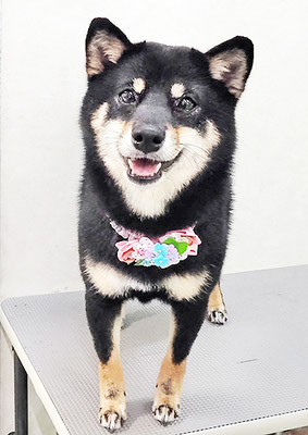 登あんこちゃん