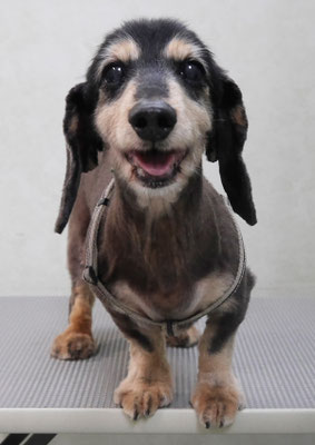 齊野平サンジちゃん