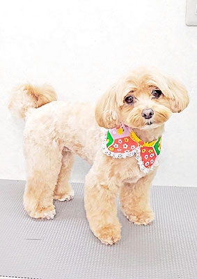 郡山モカちゃん