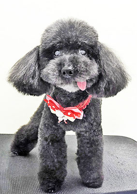 藤村スピナちゃん