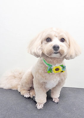 平松レオンちゃん