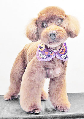 佐々木マルちゃん