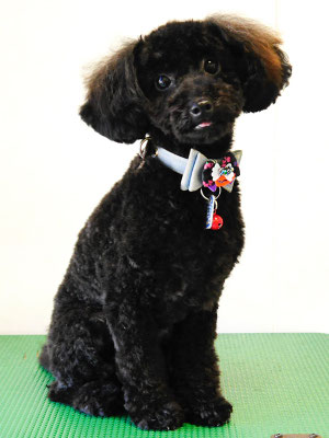 川畑きなこちゃん