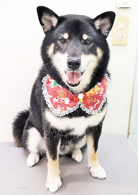 貴島ボタンちゃん