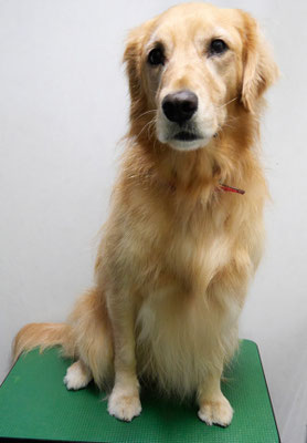 菊川チェリーちゃん