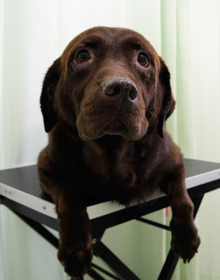 田代チャコちゃん