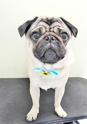 田邊ギンちゃん