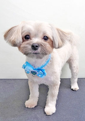 本山ここちゃん