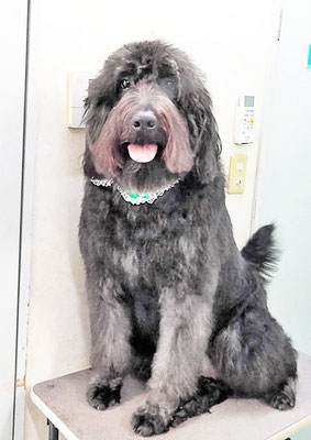 田代ロッティちゃん