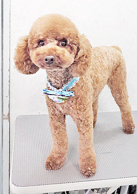 寺園チョコちゃん