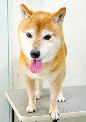 藤井リンちゃん