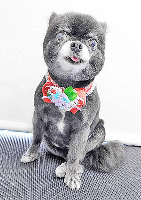 森崎シロちゃん