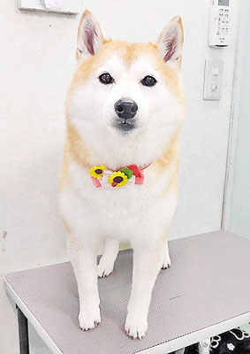 小村ゆずちゃん