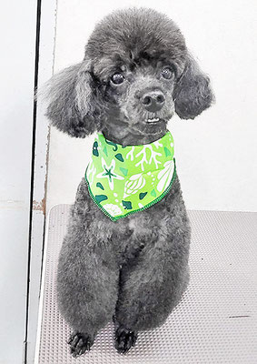 竹崎ルフィちゃん