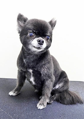 森崎シロちゃん