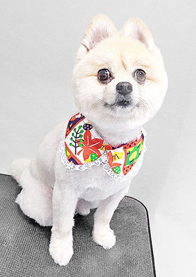 西堂ここちゃん