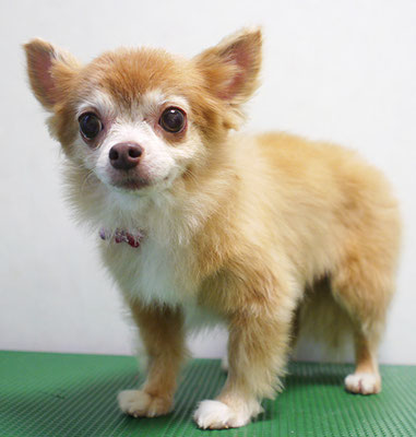 江上ベベちゃん