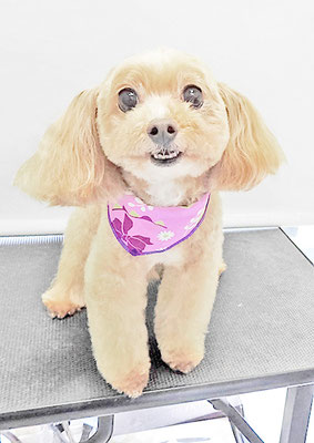 清正メイちゃん