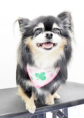 福留まろちゃん