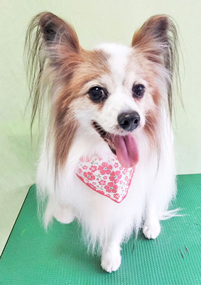 吉田パピちゃん