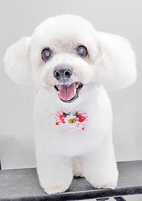 吉本ラピスちゃん