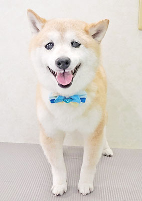 中森ラフちゃん