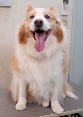 森本アンズちゃん