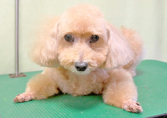 小野ハナちゃん