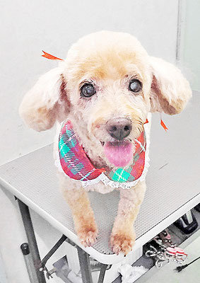 本田ゆめちゃん