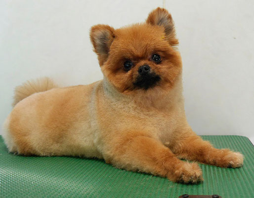 福留テンちゃん