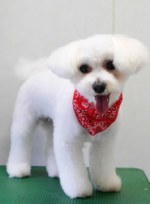 中島フワリちゃん