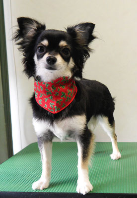 鈴木ルイちゃん