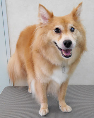 菊池ゴンちゃん