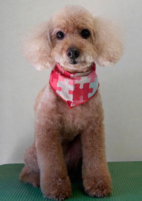 伊集院ペロちゃん