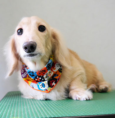 鳥越ハッピーちゃん