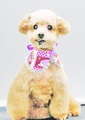 福田ダイアリーちゃん