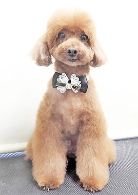 古市リンちゃん