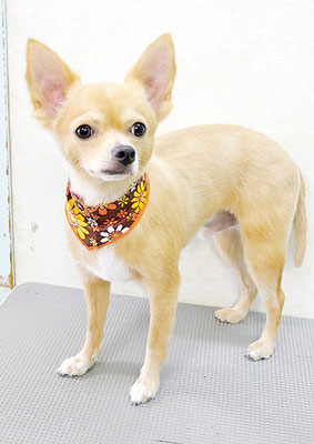 池田リブちゃん