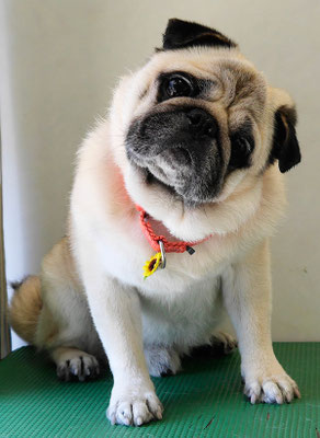 重野ルディちゃん