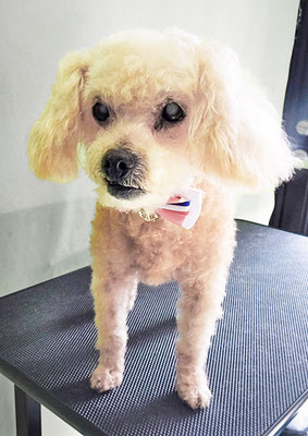 川原モップちゃん