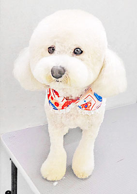 山小田アンディちゃん