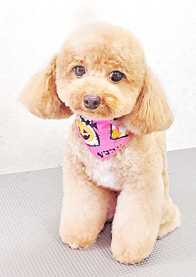 田淵マロンちゃん