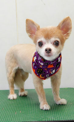 江上ベベちゃん