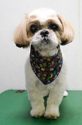 大田ポッキーちゃん