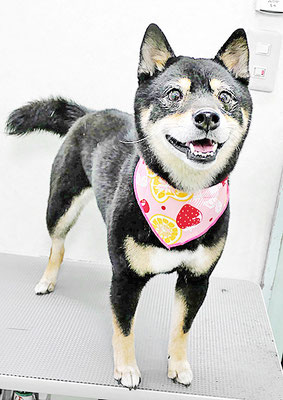 岩﨑妃ちゃん