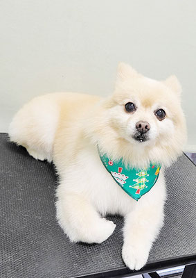 徳留クマちゃん