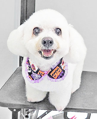 吉本ラピスちゃん