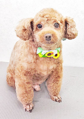 新屋敷コウちゃん